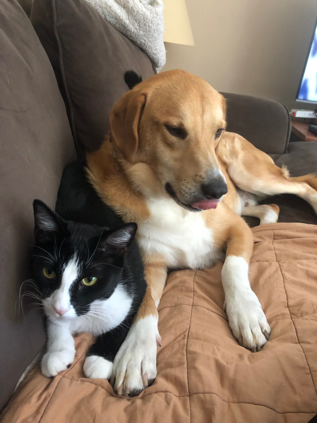 Meatball and Meatloaf (Furry&nbsp;Creatures)